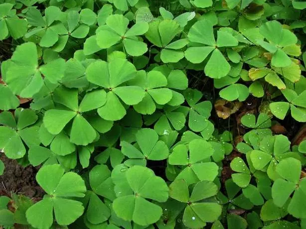 Cỏ Bợ Marsilea quadrifolia