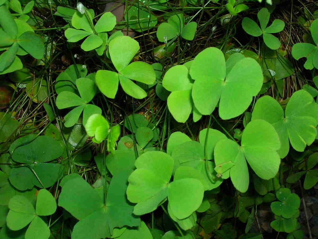 Cỏ Bợ Marsilea quadrifolia