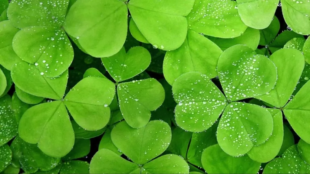 Cỏ Bợ Marsilea quadrifolia