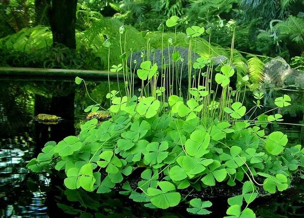 Cỏ Bợ Marsilea quadrifolia