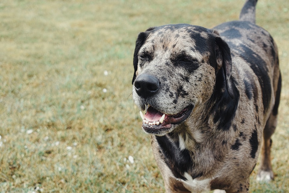 Chó Báo Catahoula