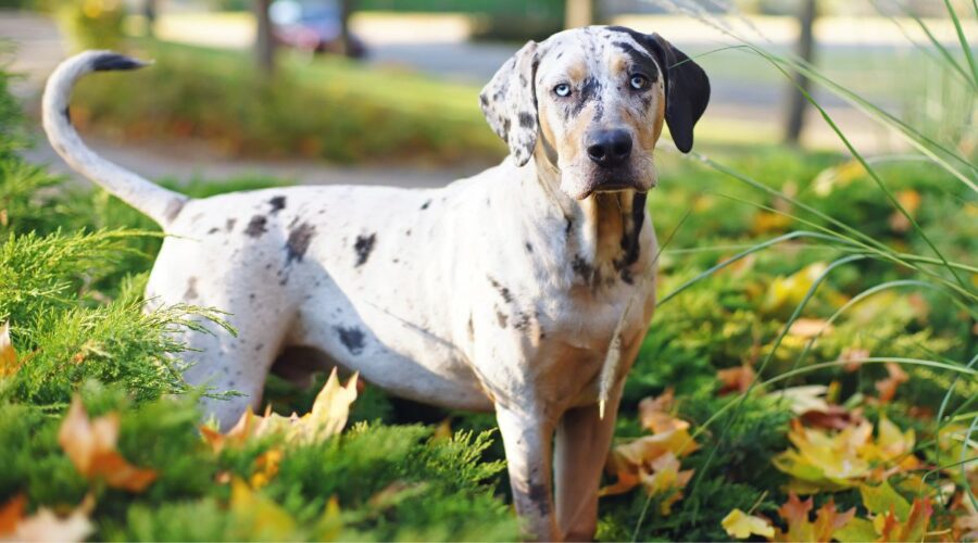 Chó Báo Catahoula