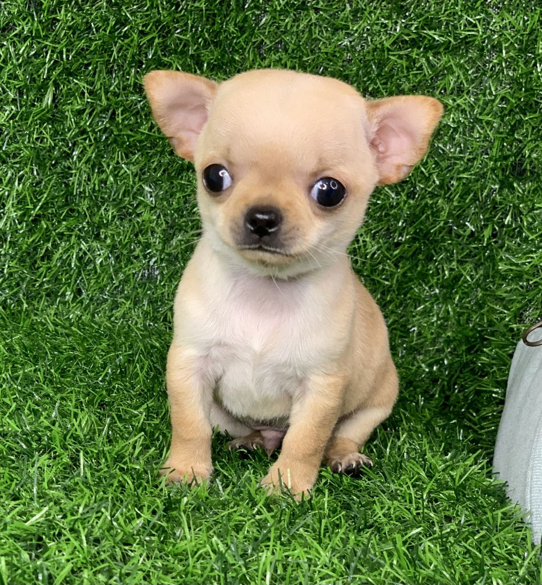  Chó Cảnh Chihuahua