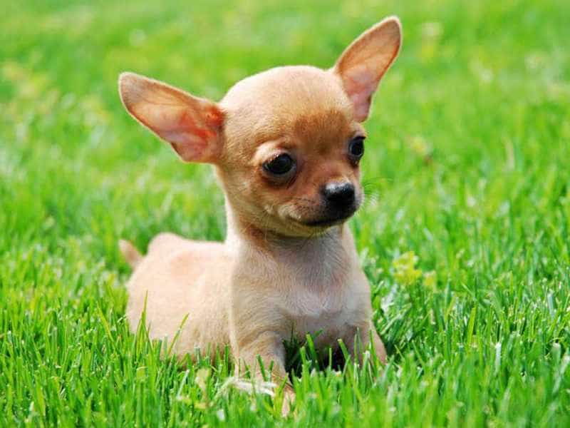 Chó Cảnh Chihuahua