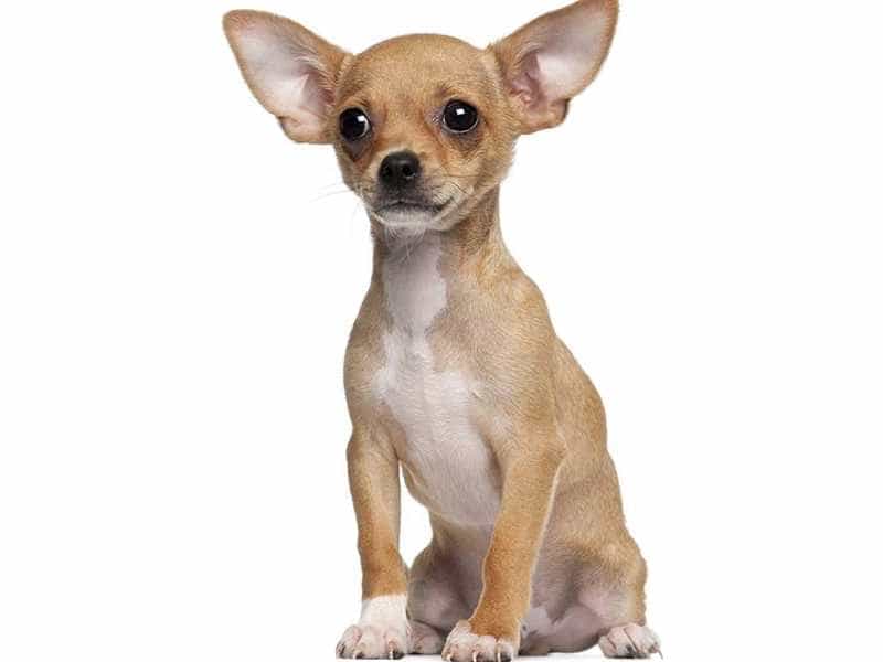 Chó Cảnh Chihuahua