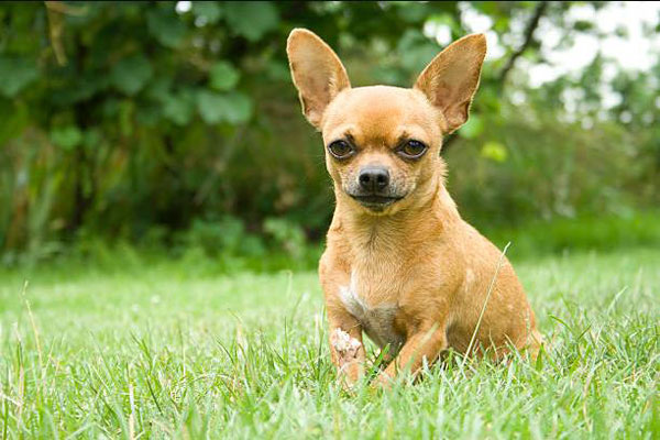 Chó Cảnh Chihuahua