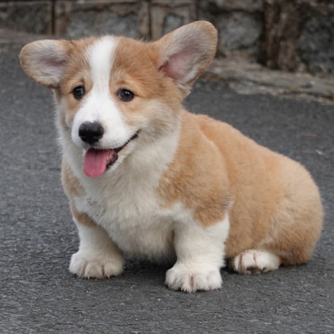 Chó Cảnh Corgi