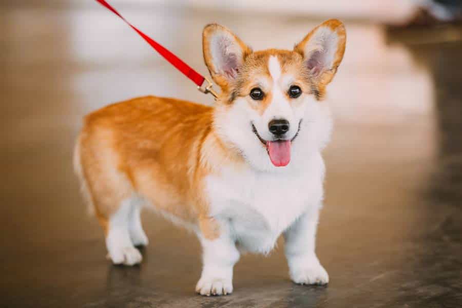 Chó Cảnh Corgi