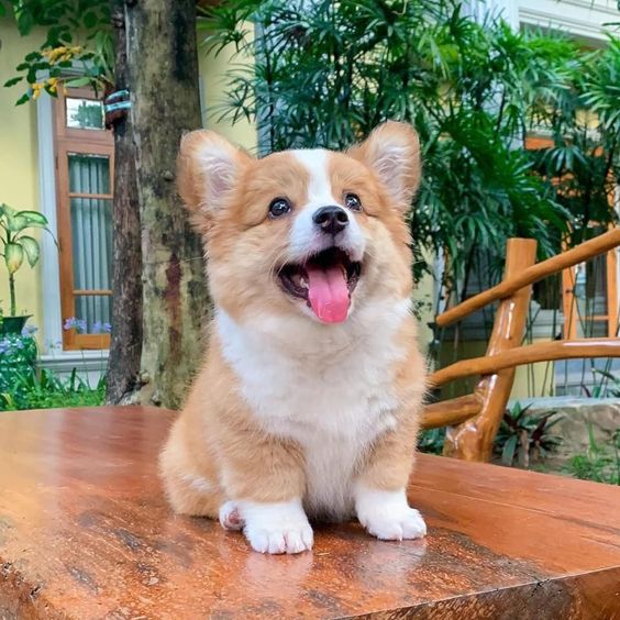 Chó Cảnh Corgi