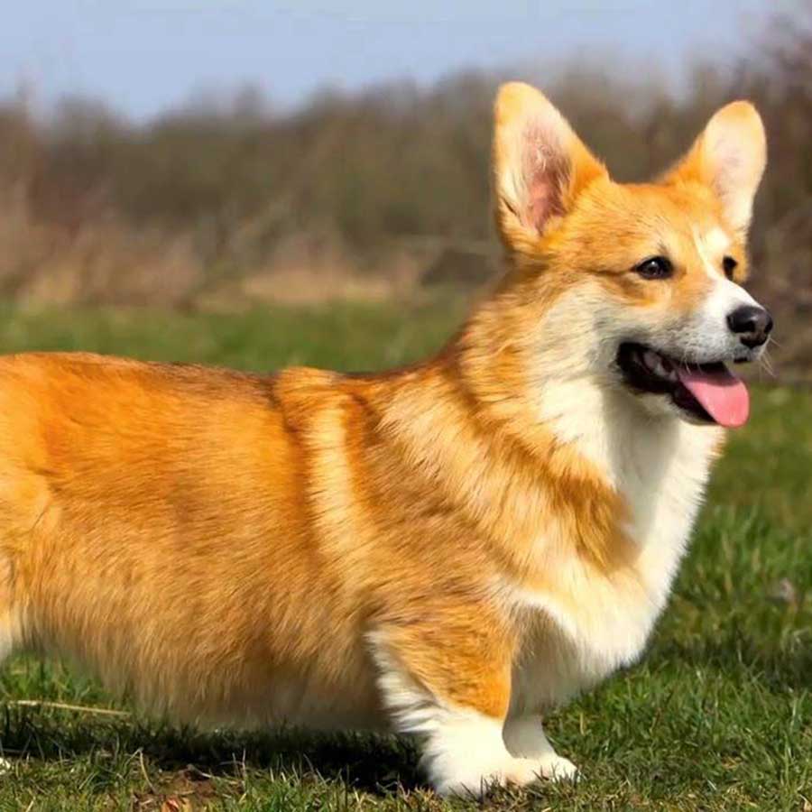 Chó Cảnh Corgi