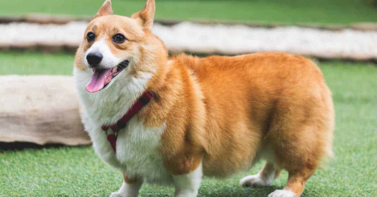 Chó Cảnh Corgi