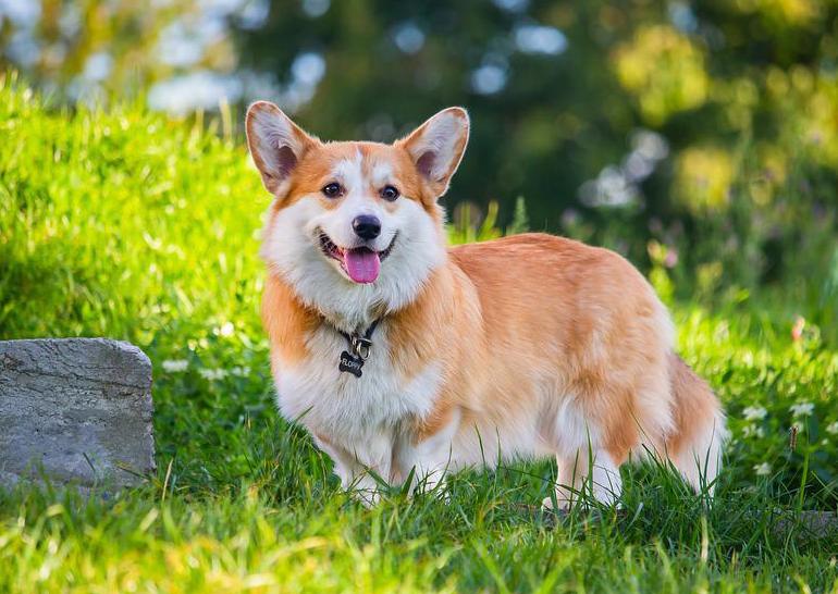 Chó Cảnh Corgi