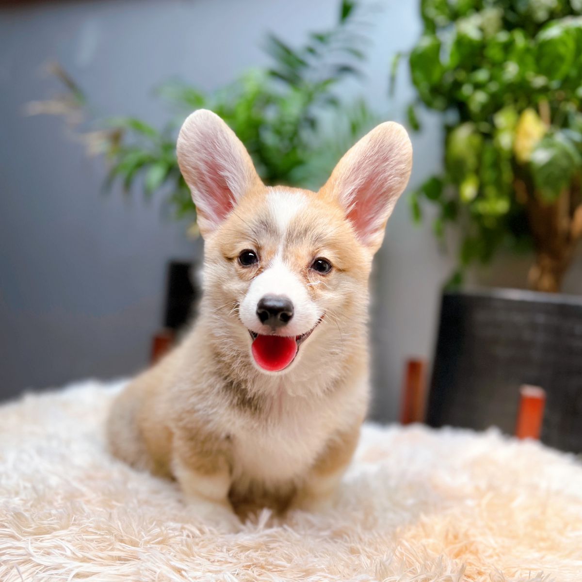 Chó Cảnh Corgi