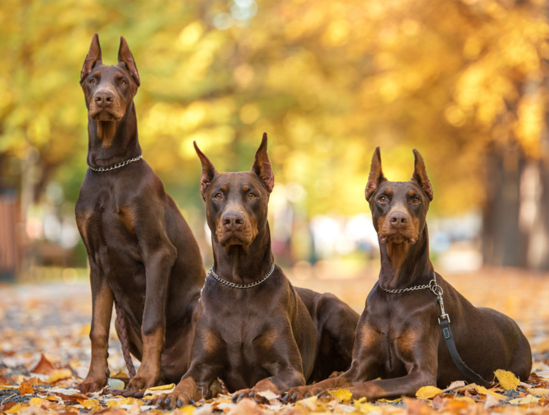 Chó Cảnh Doberman