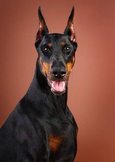 Chó Cảnh Doberman