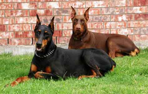 Chó Cảnh Doberman