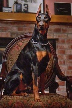 Chó Cảnh Doberman