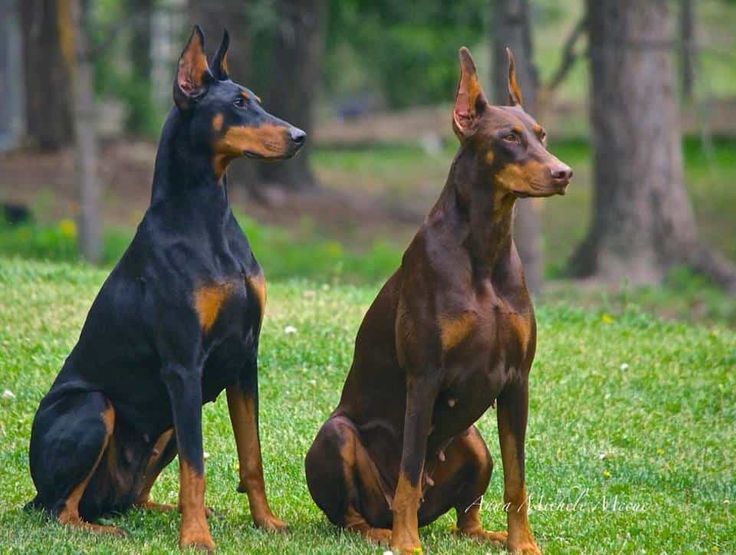 Chó Cảnh Doberman