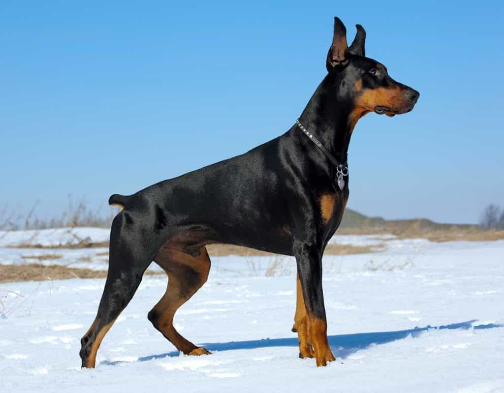 Chó Cảnh Doberman