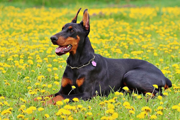 Chó Cảnh Doberman