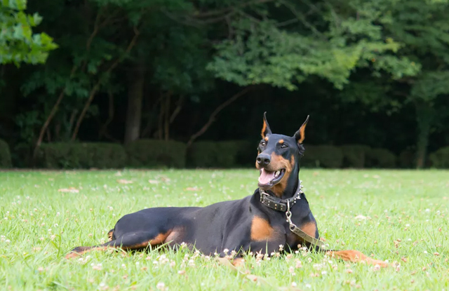 Chó Cảnh Doberman