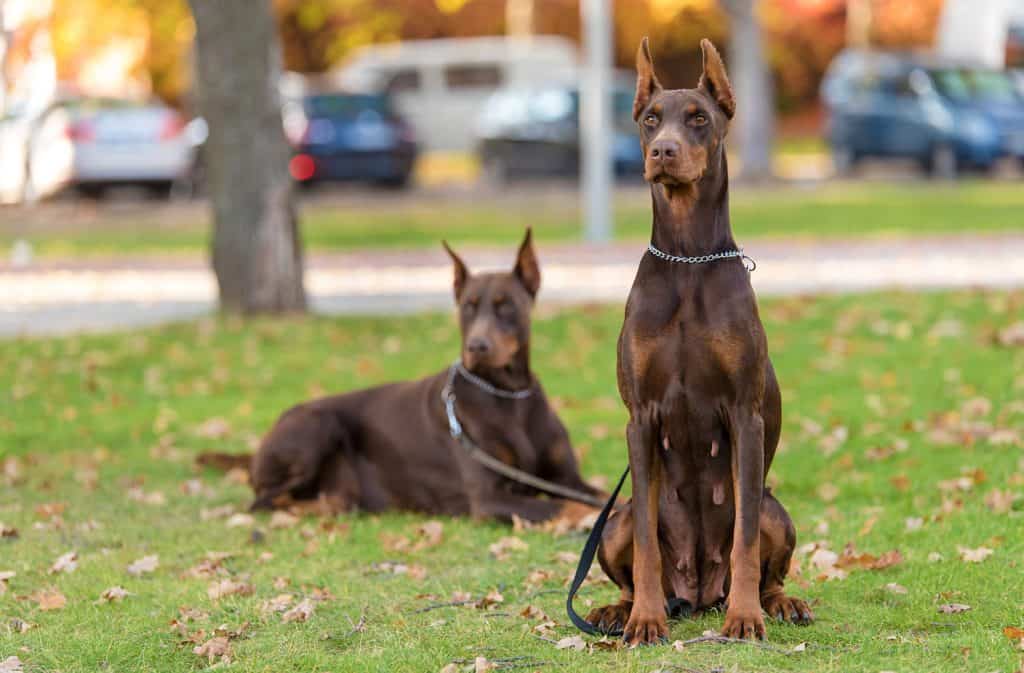 Chó Cảnh Doberman