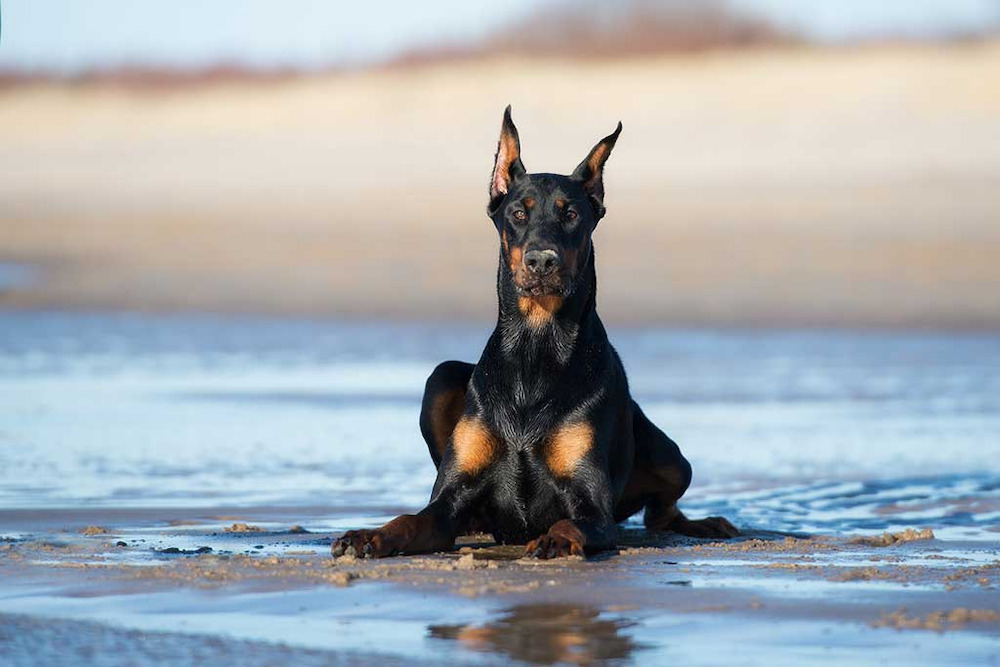 Chó Cảnh Doberman