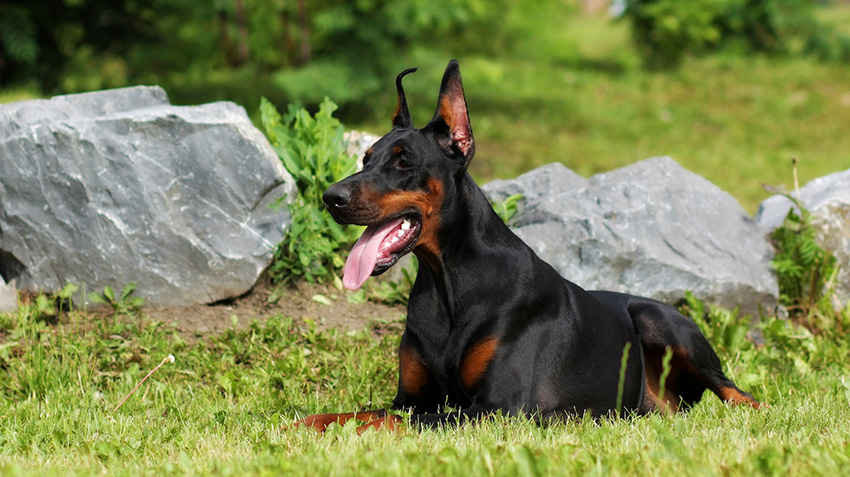 Chó Cảnh Doberman