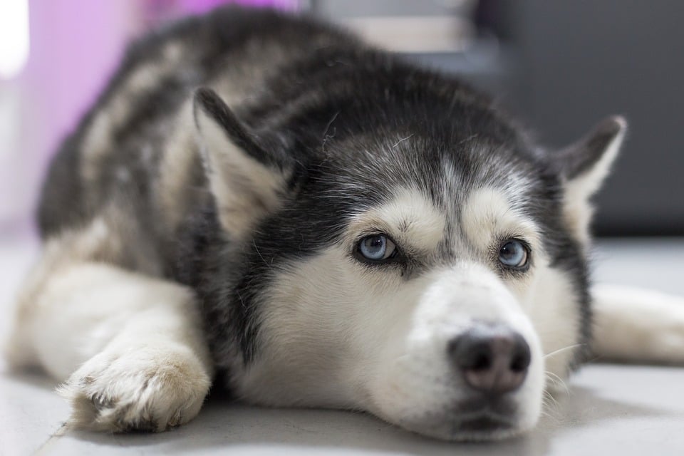 Chó Cảnh Husky