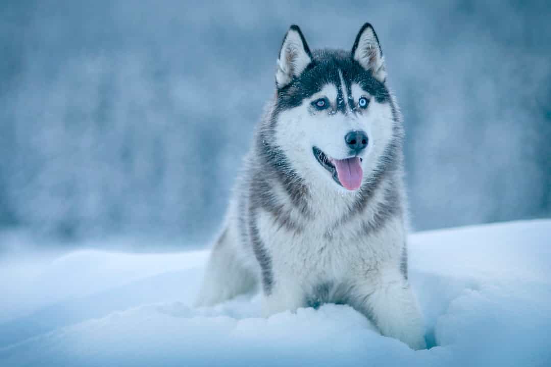 Chó Cảnh Husky