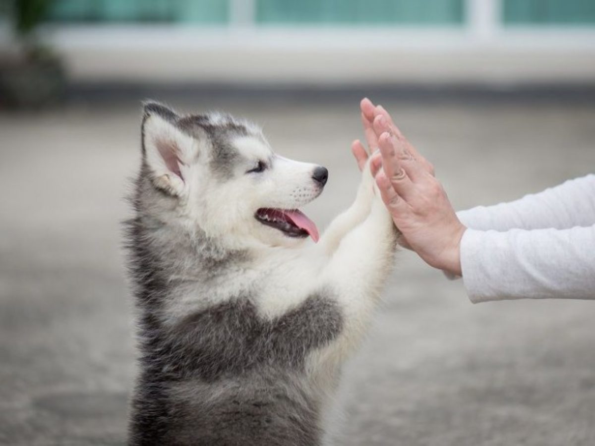 Chó Cảnh Husky