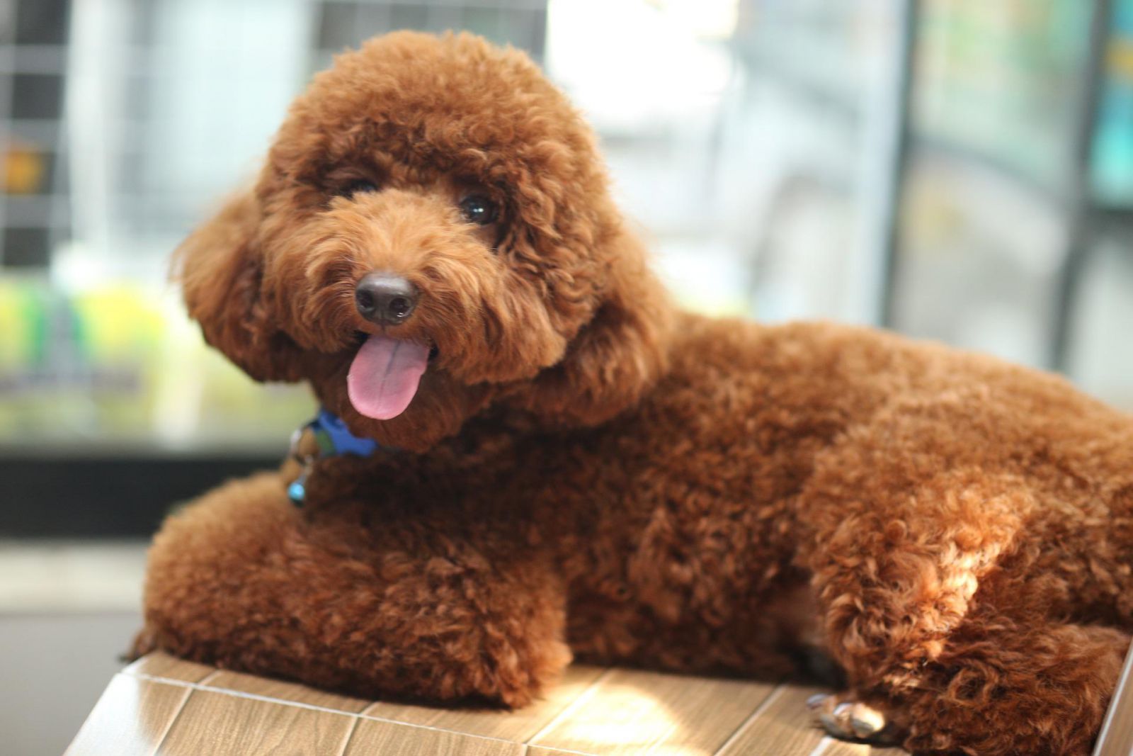  Chó Cảnh Poodle