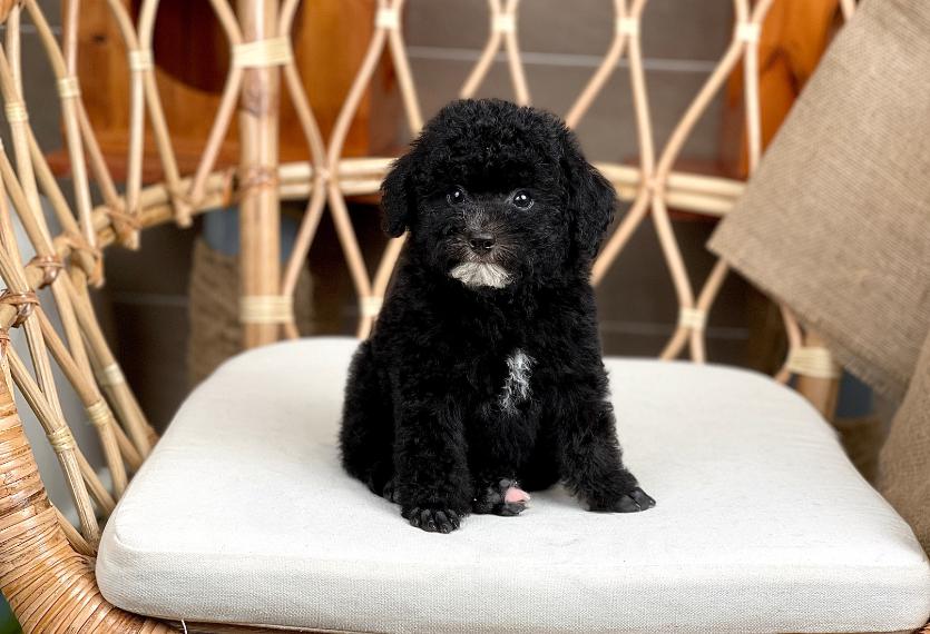  Chó Cảnh Poodle