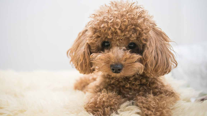  Chó Cảnh Poodle