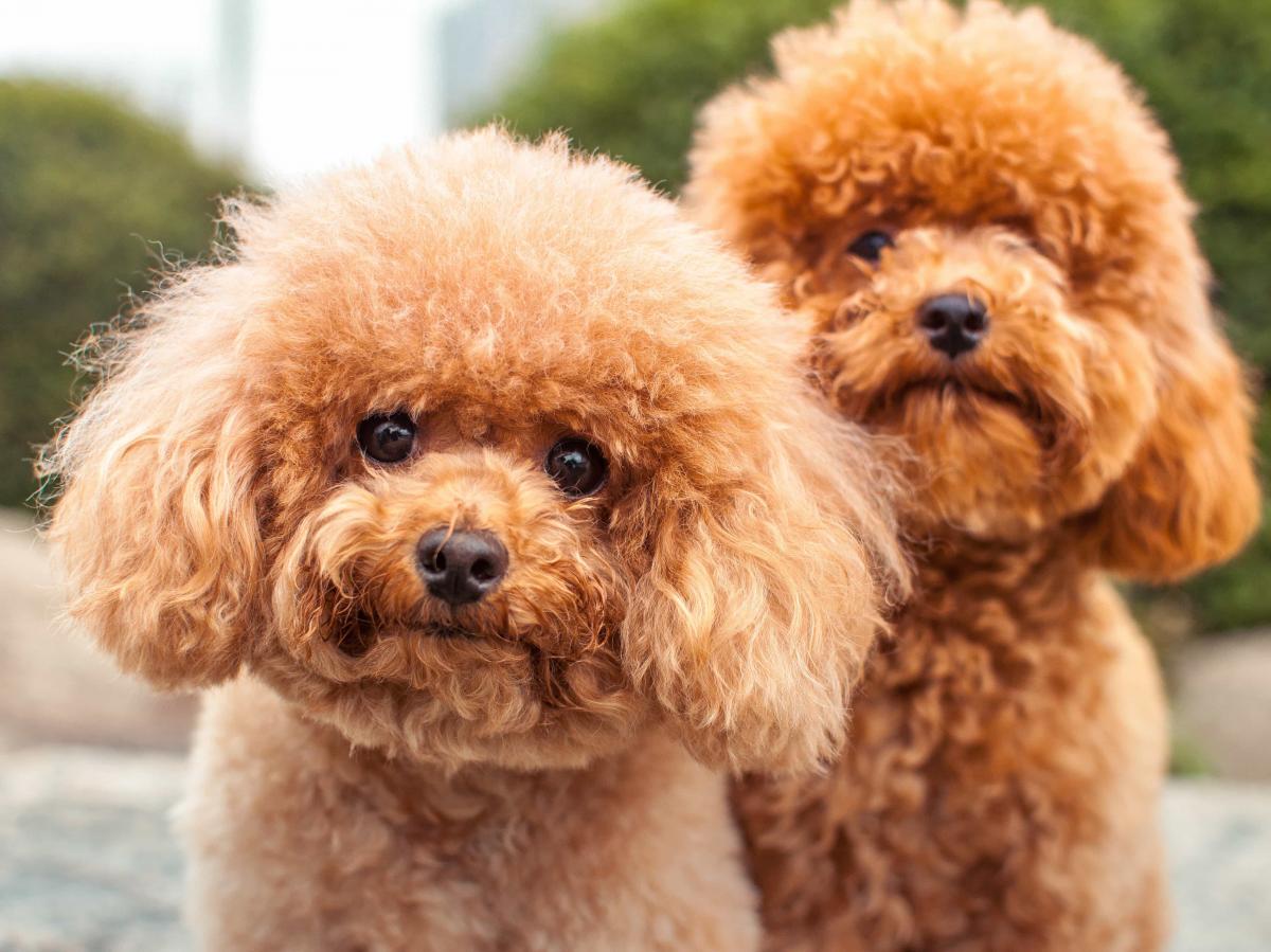  Chó Cảnh Poodle