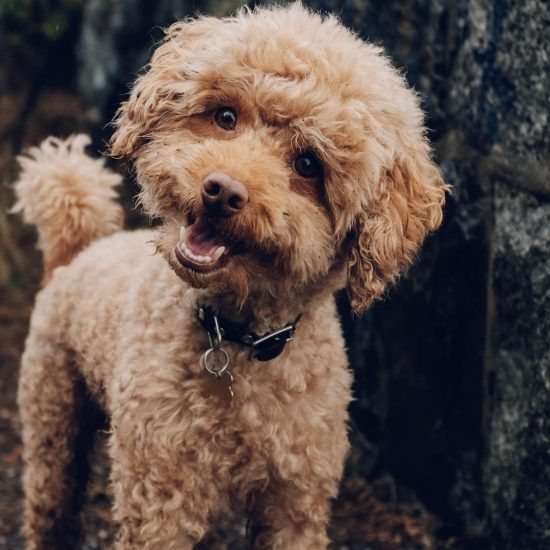  Chó Cảnh Poodle