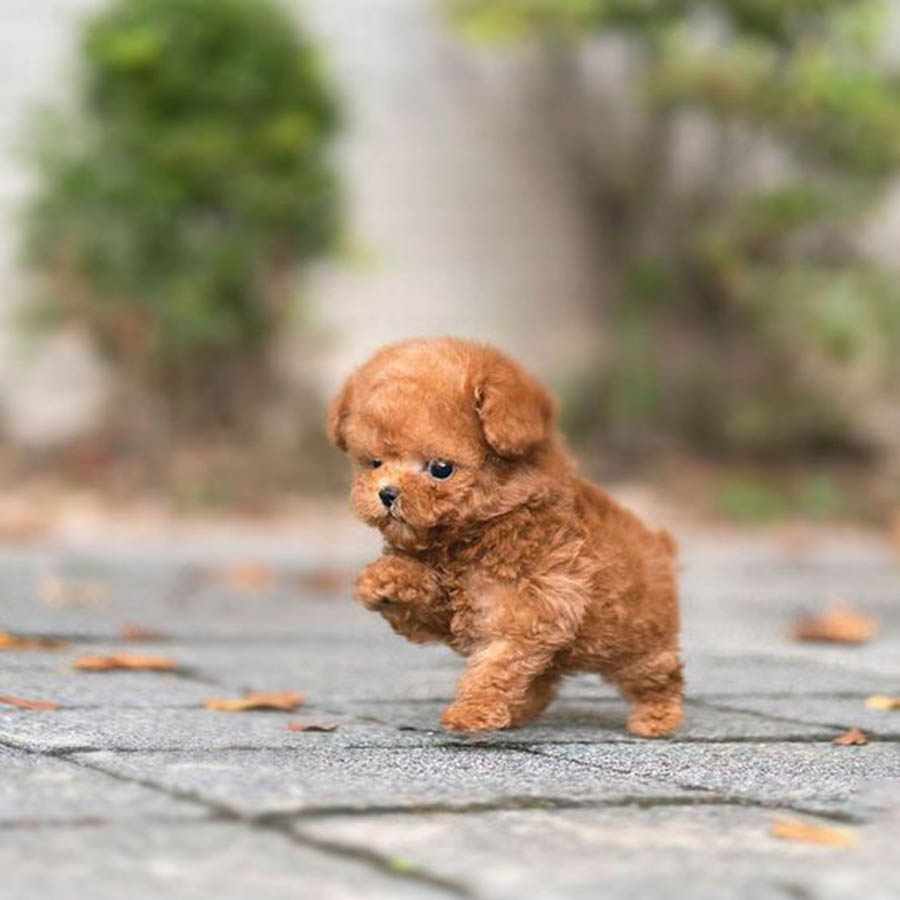  Chó Cảnh Poodle