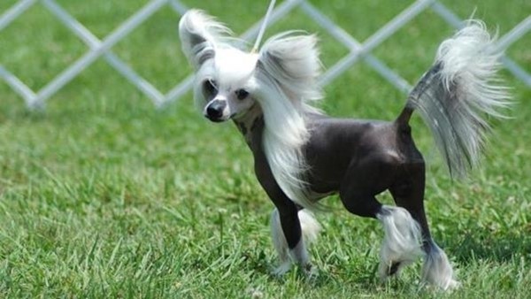 Chó Chinese Crested