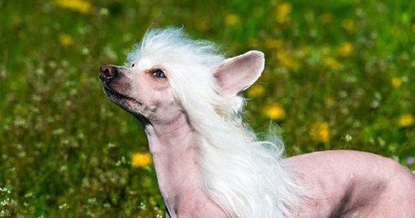 Chó Chinese Crested