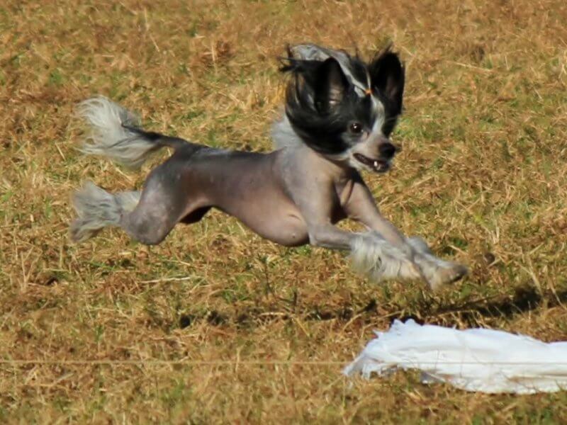 Chó Chinese Crested