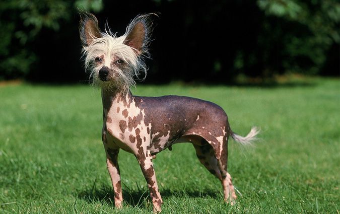 Chó Chinese Crested