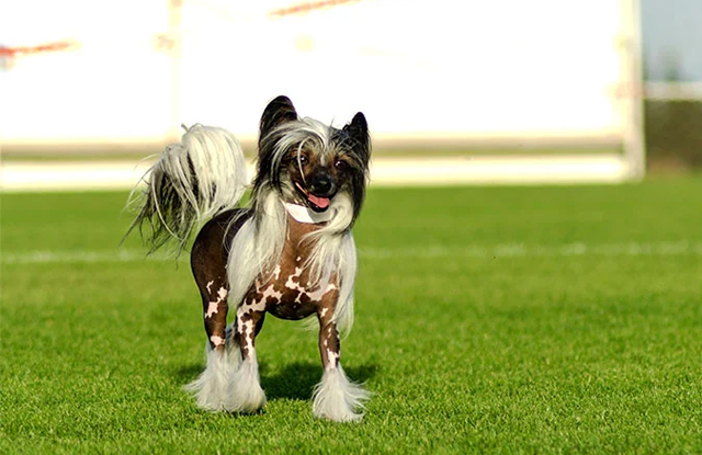 Chó Chinese Crested