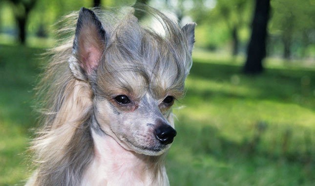 Chó Chinese Crested