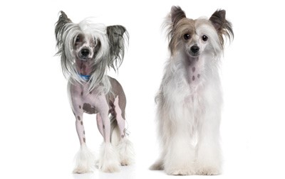 Chó Chinese Crested