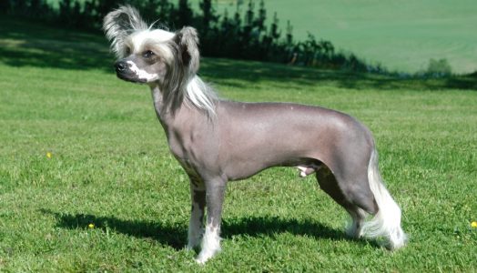 Chó Chinese Crested