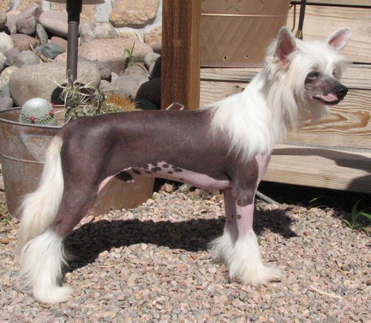 Chó Chinese Crested