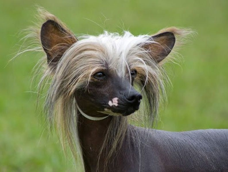 Chó Chinese Crested