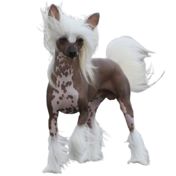 Chó Chinese Crested