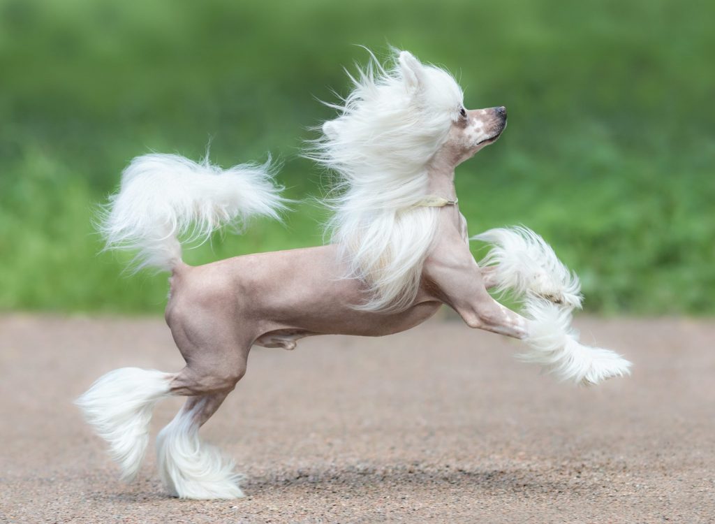 Chó Chinese Crested