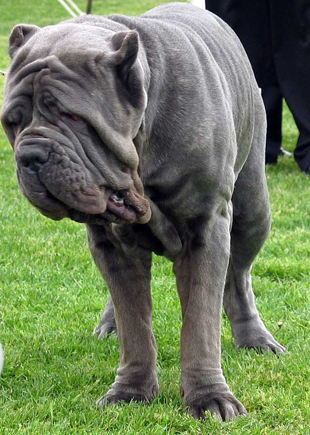 Chó Khổng Lồ Neapolitan Mastiff